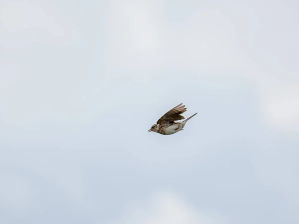 Een Schattige Japanse Leeuwerik Vogel Vliegend Naar Beneden Een Bewolkte — Stockfoto