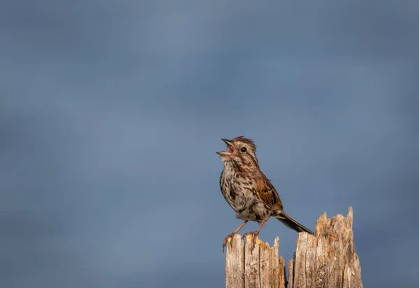 Skřivan Usazený Dřevě Izolovaném Modrém Pozadí — Stock fotografie