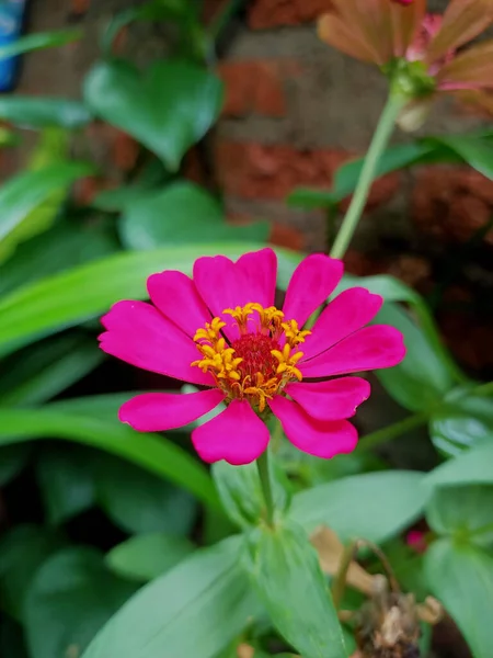 Eine Blühende Zinnia Blüte Garten — Stockfoto