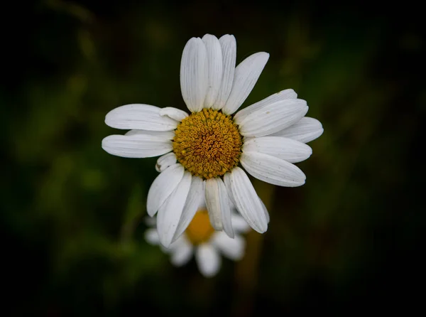 Selektivní Zaměření Bílé Marguerite Sedmikrásky Květ Tmavě Rozmazané Pozadí — Stock fotografie