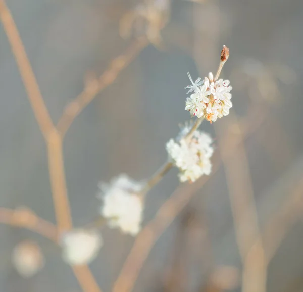 Vackra Små Mjuka Rosa Blommor Gren — Stockfoto