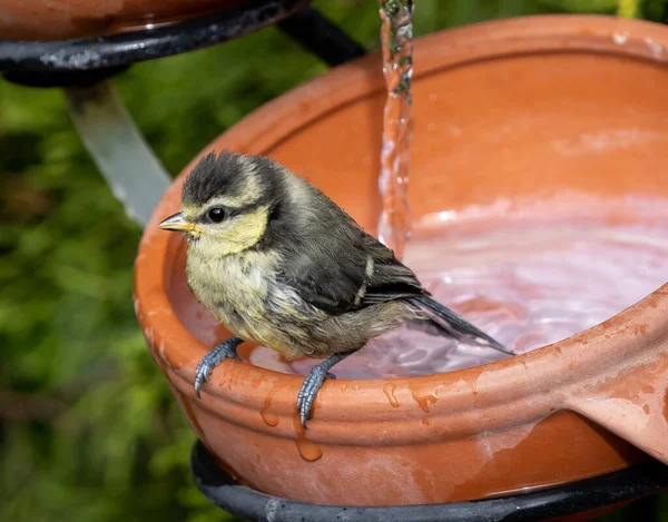 Egy Közeli Kép Egy Aranyos Kismadárról Aki Egy Agyagedény Szélén — Stock Fotó