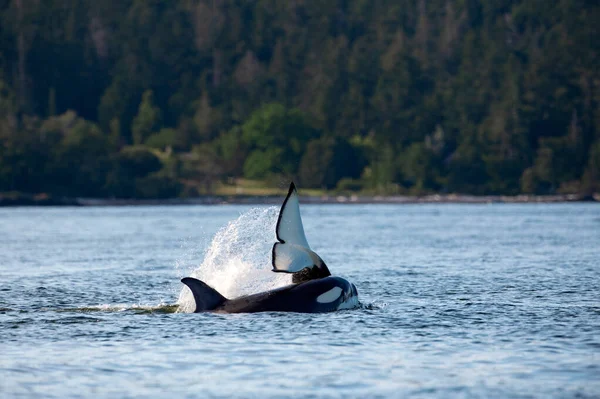 Ballena Orca Transitoria Ballena Asesina Saltando Del Agua Orcinus Orca — Foto de Stock