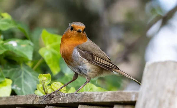 Tiro Seletivo Foco Pássaro Europeu Robin Que Está Uma Superfície — Fotografia de Stock