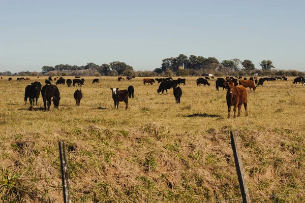 Primer Plano Grupo Vacas Detrás Cerca Prado —  Fotos de Stock