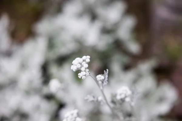 Closeup Silver Dust Plant Garden — Stock Photo, Image