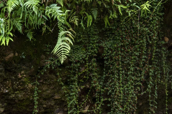 Tiro Close Samambaia Crescendo Uma Floresta — Fotografia de Stock