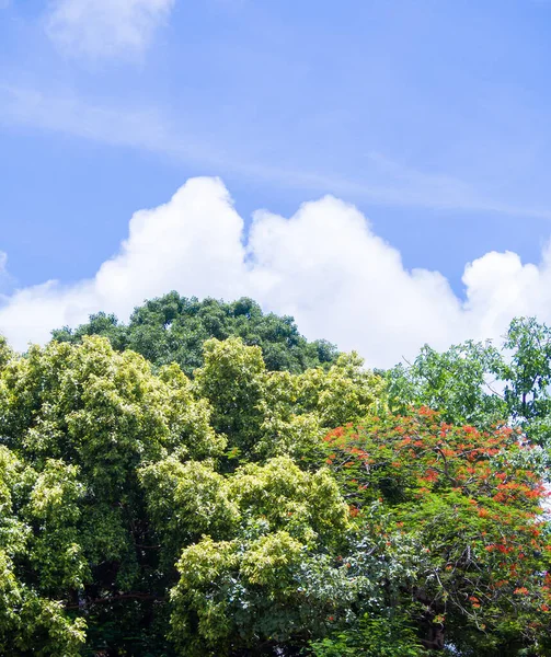 Красивые Зеленые Верхушки Деревьев Голубом Небе Большим Белым Облаком — стоковое фото