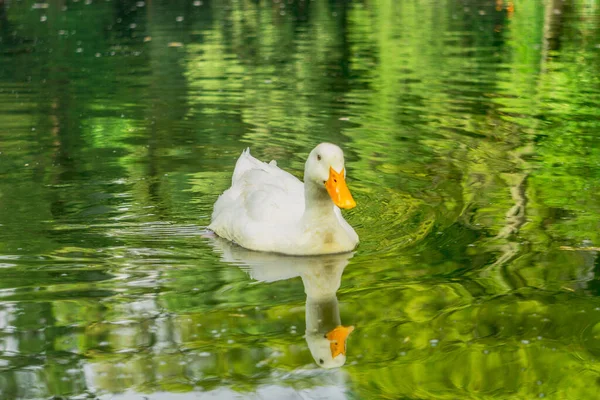 Close White Ducck Swimming Playing Lake Sunny Day — Stock fotografie