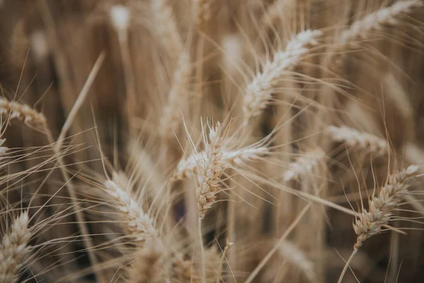农田里成熟小麦籽粒的选择性集中拍摄 — 图库照片