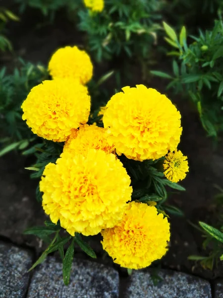 Zbliżenie Ujęcie Pięknych Żółtych Kwiatów Marigold Ogrodzie — Zdjęcie stockowe
