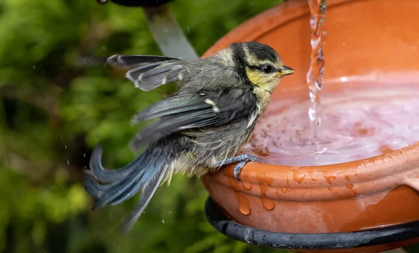 Close Cute Little Bird Standing Edge Clay Pot Water Being — Stock Photo, Image