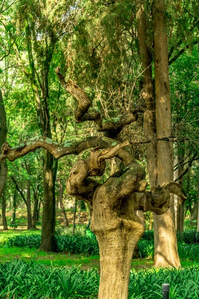 Tiro Vertical Uma Árvore Musgosa Mil Anos Uma Floresta — Fotografia de Stock