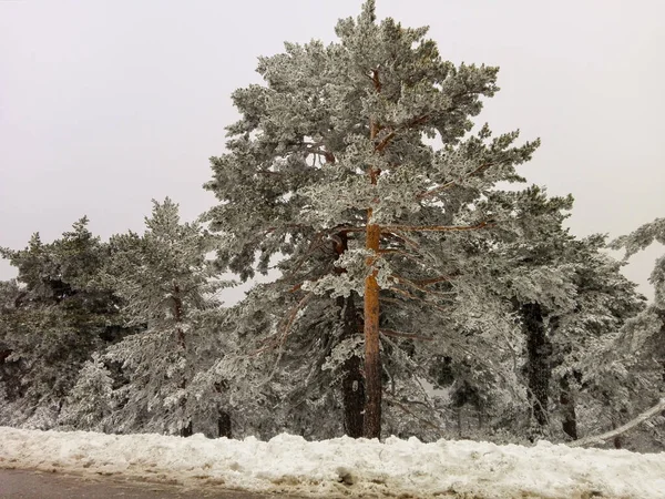 Snowy Pine Forest Winter — Stock Photo, Image