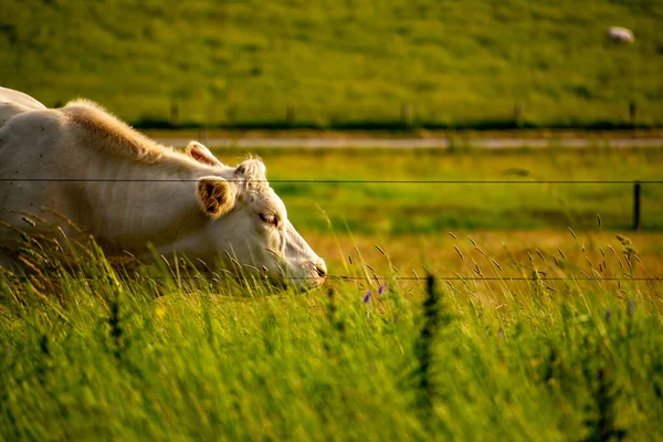 Una Vaca Blanca Pasto Detrás Una Cerca Alambrada — Foto de Stock