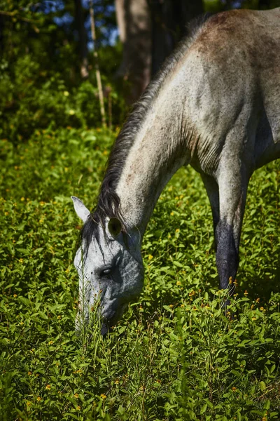 フィールド内の古い灰色の馬の放牧の垂直ショット — ストック写真