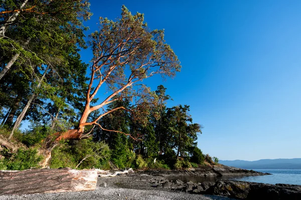 Piękne Drzewa Arbutus Nadmorskiego Lasu Pod Błękitnym Niebem Moses Point — Zdjęcie stockowe