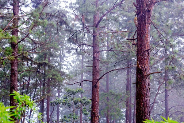 Gros Plan Arbres Dans Une Forêt Feuillus Lumière Jour Avec — Photo