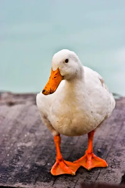 Primer Plano Lindo Pato Blanco Pie Sobre Una Tabla Madera — Foto de Stock