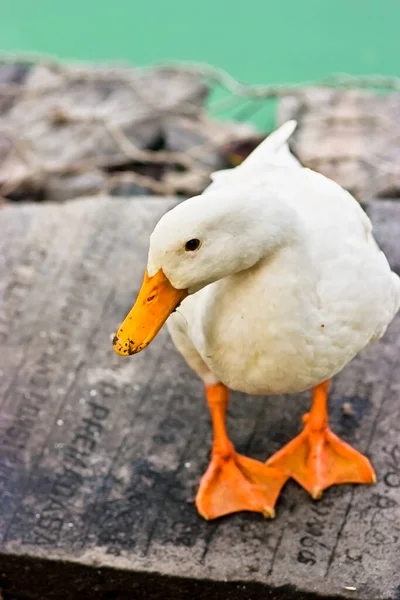 一只可爱的白鸭站在水边的木板上的特写镜头 — 图库照片