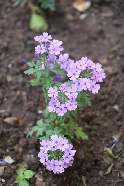Eine Selektive Glandularia Blume Blüht Garten — Stockfoto