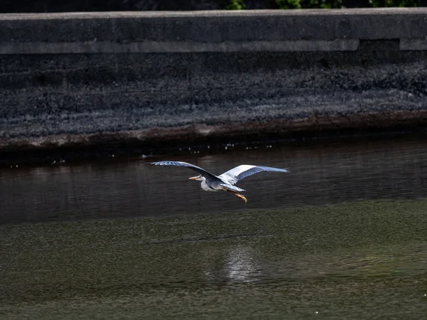 Сірий Чапля Розлогими Крилами Над Річкою Сагамі Японії — стокове фото