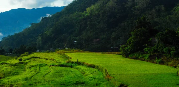 Panoramiczne Ujęcie Malowniczych Tarasów Ryżowych Banaue Filipinach — Zdjęcie stockowe