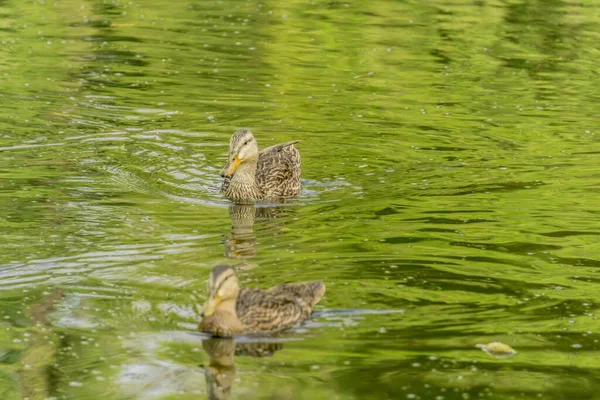 緑の水の池で泳いでいる2頭のマガモのクローズアップ — ストック写真