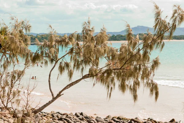 Eine Nahaufnahme Eines Trocknenden Baumes Ufer Auf Einem Hellen — Stockfoto