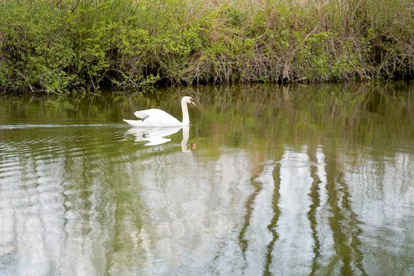Cisne Branco Nadando Lago Com Grama Fundo — Fotografia de Stock