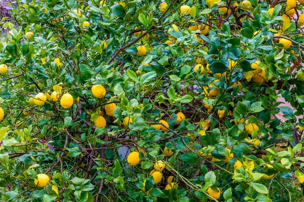 High Angle Shot Fresh Lemons Lemontree — Stock Photo, Image