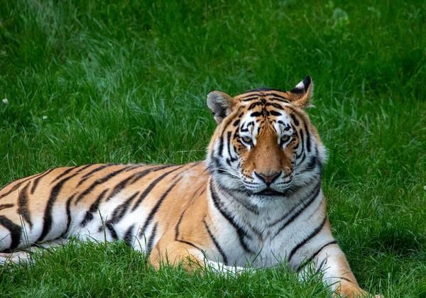 Primer Plano Tigre Zsl Whipsnade Zoo Inglaterra — Foto de Stock