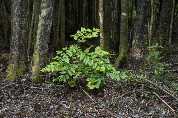 Nahaufnahme Einer Wachsenden Pflanze Einem Feuchten Wald Nach Dem Regen — Stockfoto