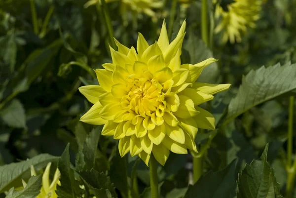 Egy Közeli Felvétel Egy Sárga Dahlia Virágról Amit Kertben Termesztettek — Stock Fotó