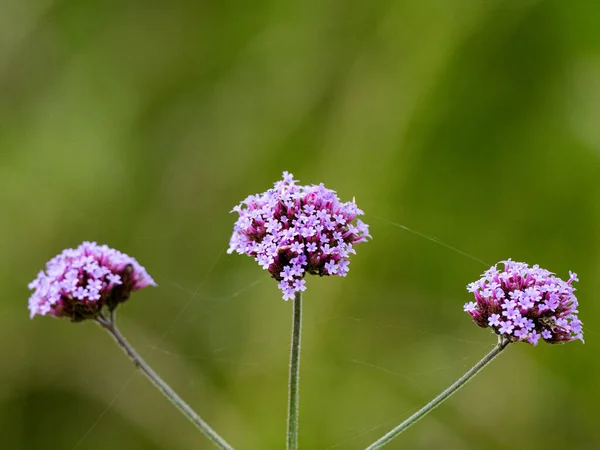 Primer Plano Flores Verbena Púrpura Verbena Bonariensis Con Telarañas Ellas —  Fotos de Stock