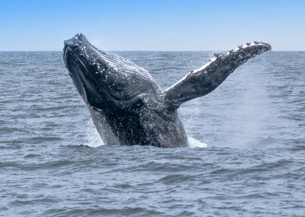 Closeup Beaching Humpback Whale Sea — Stock Photo, Image