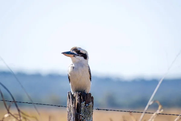 木柵の柱の上にクッカバラの鳥の柔らかい焦点 — ストック写真
