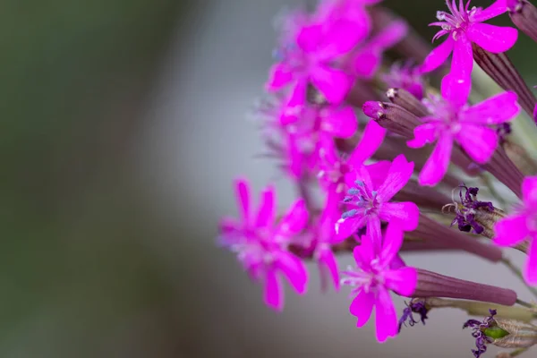 Egy Makró Felvétel Édes William Campion Virágokról — Stock Fotó