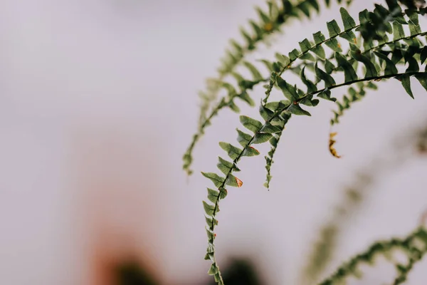 Una Toma Selectiva Del Foco Planta Verde Del Helecho — Foto de Stock