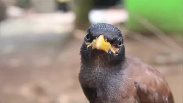 Ein Vogel Sitzt Auf Einem Ast — Stockvideo