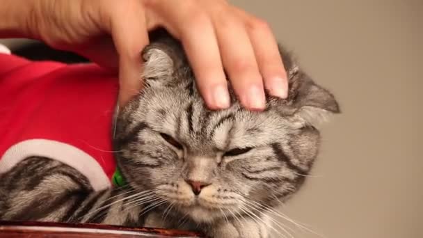 Mano Petting Gatto Domestico — Video Stock