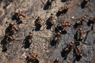 A closeup of ants on an old wooden surface under the sunlight with a blurry background clipart