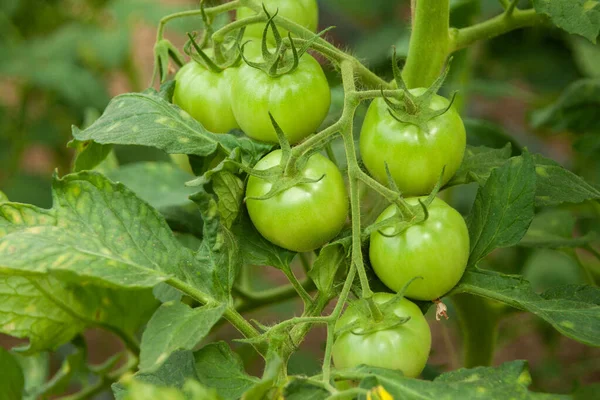 Tiro Foco Seletivo Tomates Não Maduros — Fotografia de Stock