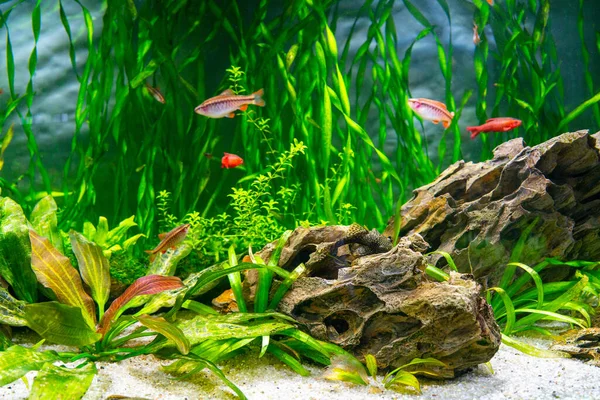 Tropical Fish Algae Aquarium Beautiful Background Underwater World — Stock Photo, Image