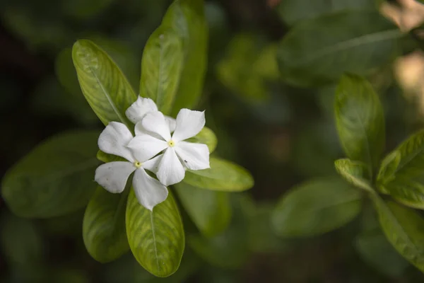 菊花盛开的选择性聚焦点拍摄 — 图库照片