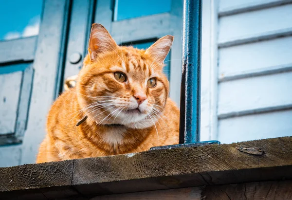 Evin Kapısının Önünde Altın Bir Kedi — Stok fotoğraf
