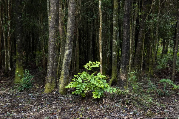 Primer Plano Una Planta Crecimiento Bosque Húmedo Después Lluvia — Foto de Stock