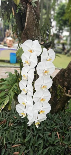Gyönyörű Fehér Orchideák Virágoznak Parkban — Stock Fotó