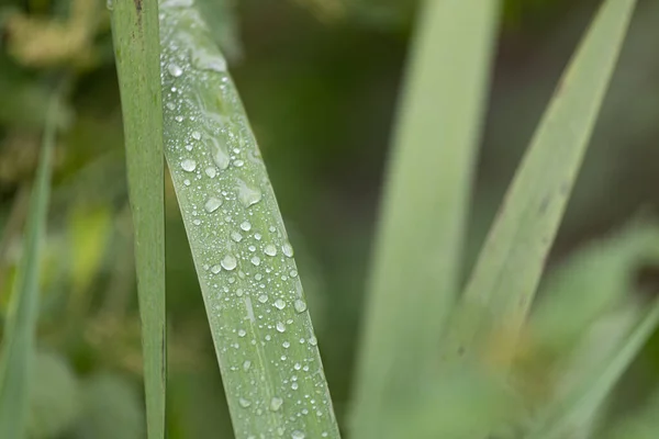 绿叶雨滴在阳光下的田野里的绿叶上的特写 背景模糊不清 — 图库照片