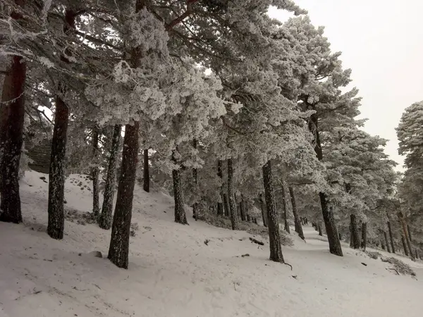 冬天的松林雪地 — 图库照片